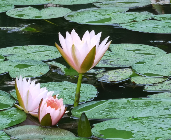 贵州省纪委监委网站跟着镜头品诗词 || 青荷盖绿水 芙蓉披红鲜