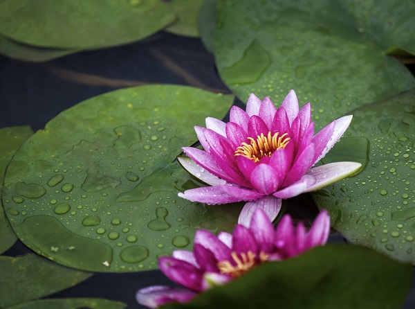 贵州省纪委监委网站跟着镜头品诗词 || 青荷盖绿水 芙蓉披红鲜