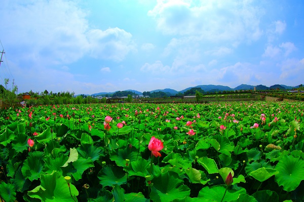 贵州省纪委监委网站跟着镜头品诗词 || 青荷盖绿水 芙蓉披红鲜
