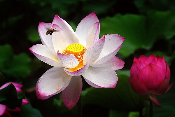 贵州省纪委监委网站跟着镜头品诗词 || 青荷盖绿水 芙蓉披红鲜