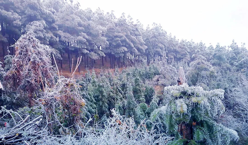 松桃2018年第一场雪，下得那么认真~只想为你一直奔走到白首.....