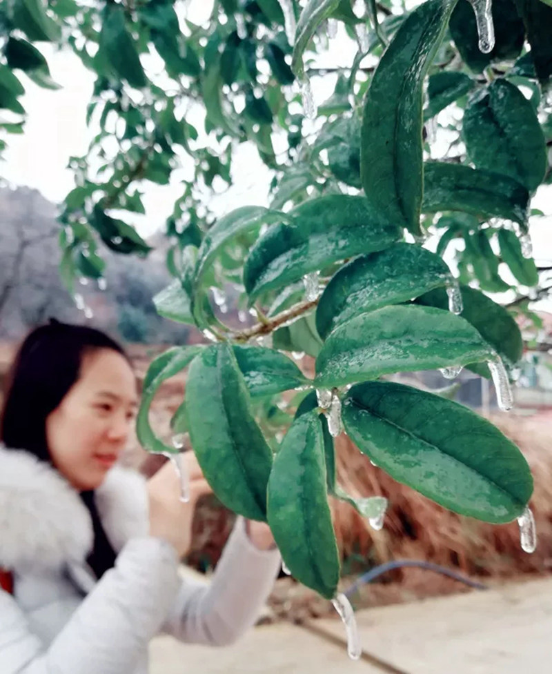 松桃2018年第一场雪，下得那么认真~只想为你一直奔走到白首.....