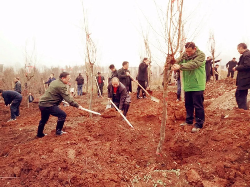 松桃纪检干部植苗添绿 树清风扬正气
