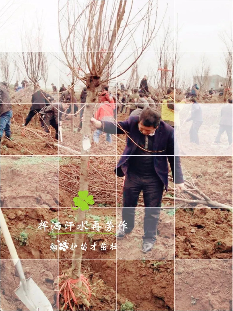 松桃纪检干部植苗添绿 树清风扬正气