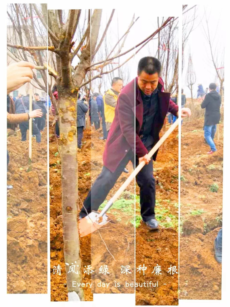 松桃纪检干部植苗添绿 树清风扬正气
