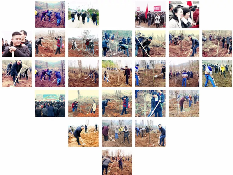 松桃纪检干部植苗添绿 树清风扬正气