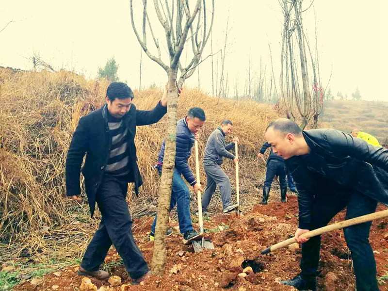 松桃纪检干部植苗添绿 树清风扬正气