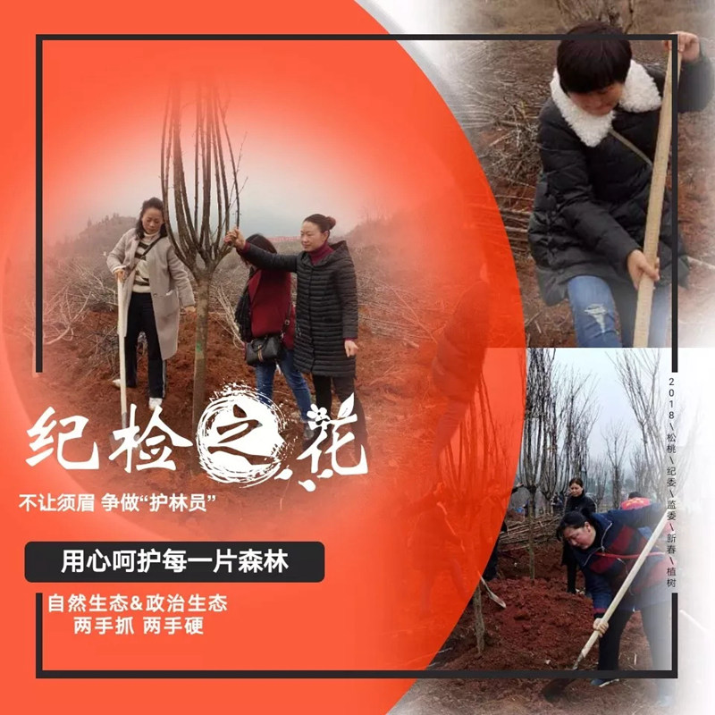 松桃纪检干部植苗添绿 树清风扬正气