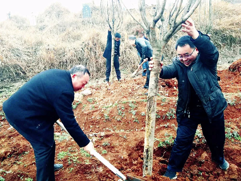 松桃纪检干部植苗添绿 树清风扬正气