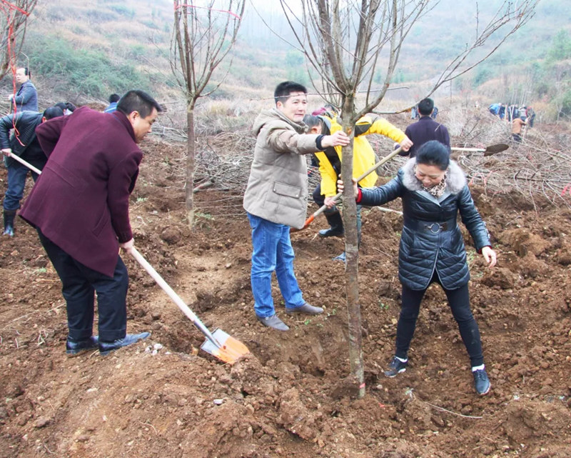 松桃纪检干部植苗添绿 树清风扬正气