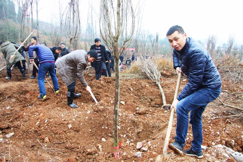 松桃纪检干部植苗添绿 树清风扬正气