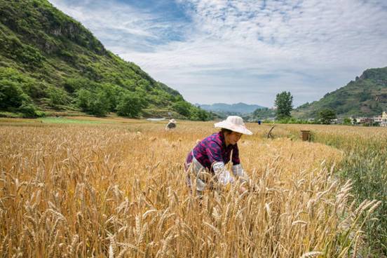 中央纪委国家监委纪检人·镜头泽草所生 种之芒种