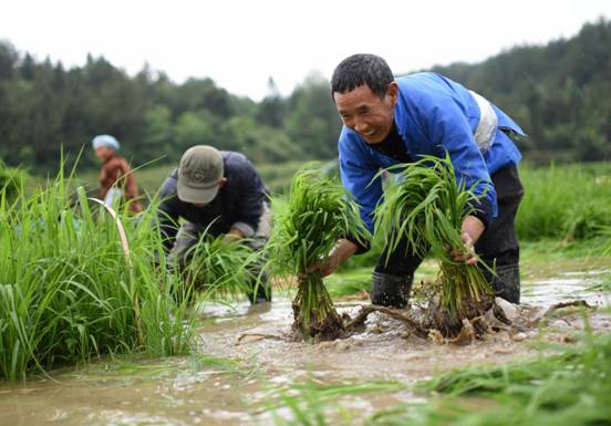 中央纪委国家监委纪检人·镜头泽草所生 种之芒种