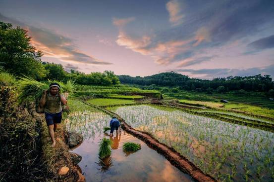 中央纪委国家监委纪检人·镜头泽草所生 种之芒种