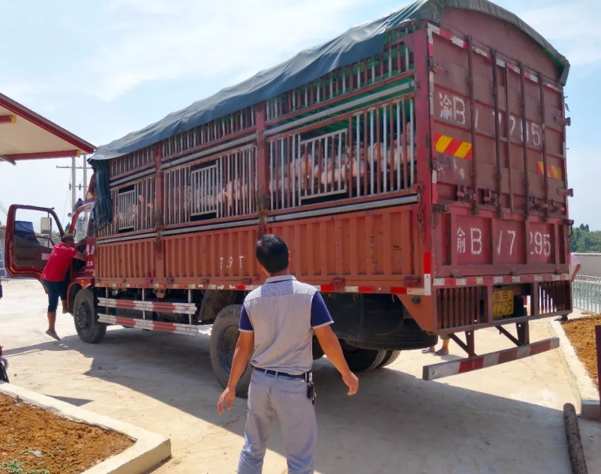 泪汗为墨·年华作笔—全省脱贫攻坚优秀共产党员杨文君