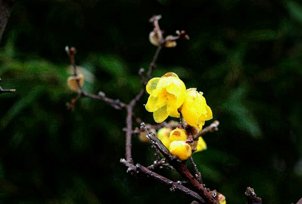 镜头 | 白日隐寒树 野色笼寒雾