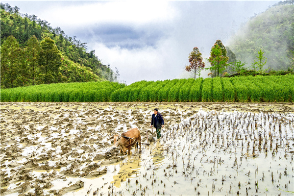 抗疫镜头 | 落实差异化防控措施 有序开展春耕