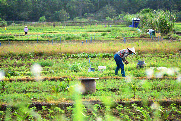 抗疫镜头 | 落实差异化防控措施 有序开展春耕