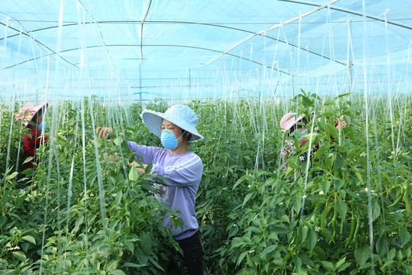 抗疫镜头 | 落实差异化防控措施 有序开展春耕