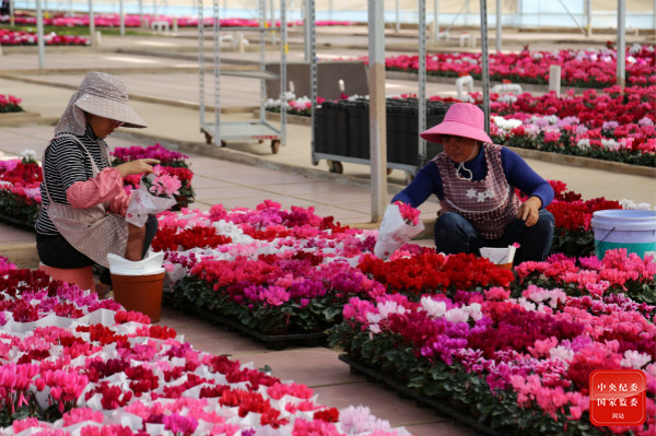 镜头 | 以“双11”助力脱贫攻坚